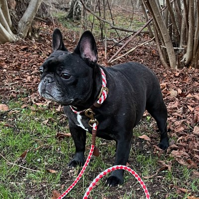 Miniflet dog collar red/white, danish design