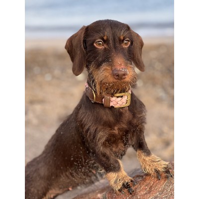 Miniflet, Rosa Hundeleine