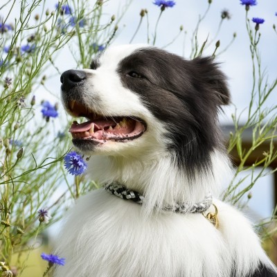 Maxiflet dog collar black/silver, danish design