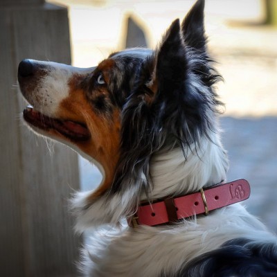 'SMILE AT ME' hundehalsbånd, pink/brun