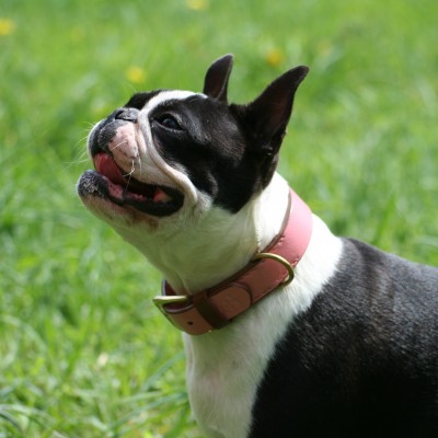 'SMILE AT ME' dog collar pink/brown, danish design