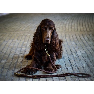 Training-leash in cognac, danish design