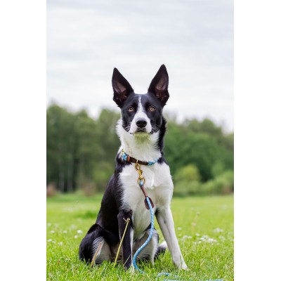 Miniflet Hundehalsband, Hellblau, dänisches Design