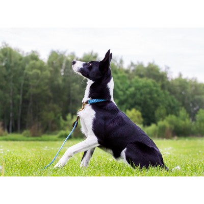 Miniflet Hundehalsband, Hellblau, dänisches Design