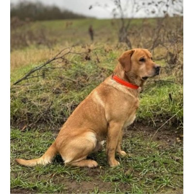 Glidehalsbånd, cognac/orange læder+refleks