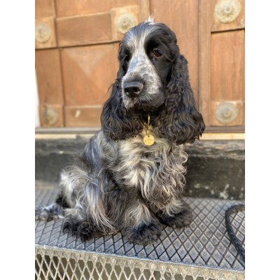 Hunde-Marke aus Messing