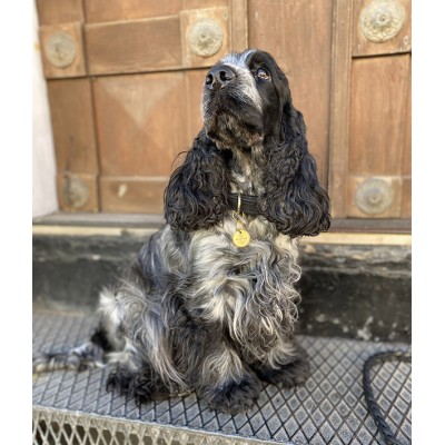 Hunde-Marke aus Messing