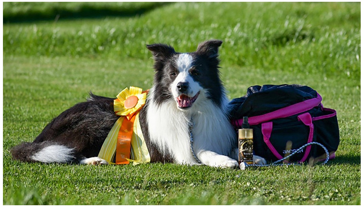 Show Series – Handcrafted Leads & Number Holders | LEATHER by beth